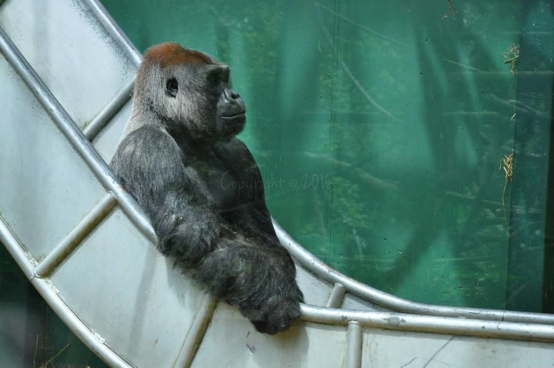 Gorilla on Trough.jpg