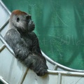 Gorilla on Trough