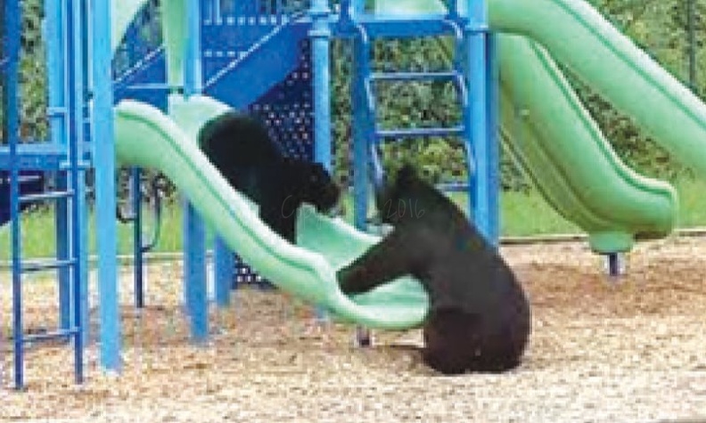 Bear Slide.jpg