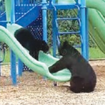 Bear Slide