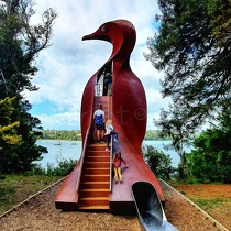 Auckland Bird